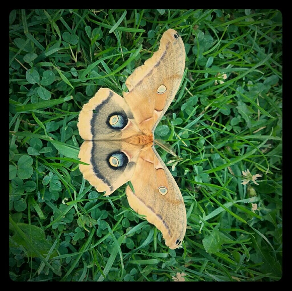 Meet your Posher, Miranda - Picture 1 of 1